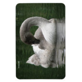 Magnet Flexible Aimant Premium pour cygne dormant (Vertical)
