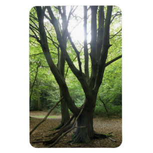 Magnet Flexible Aimant Premium Sunshine Woodland