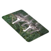 Magnet Flexible Aimant Premium Swan et Cygnets (Côté Droit)