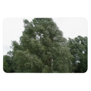 Magnet Flexible Aimant Premium Treetops