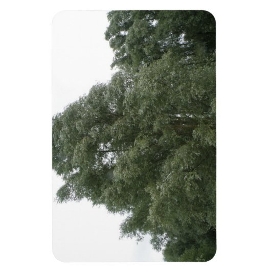 Magnet Flexible Aimant Premium Treetops (Vertical)