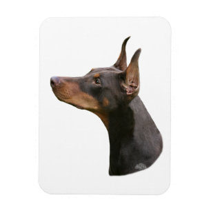 Magnet Flexible Aimant principal rouge/brun de Pinscher de