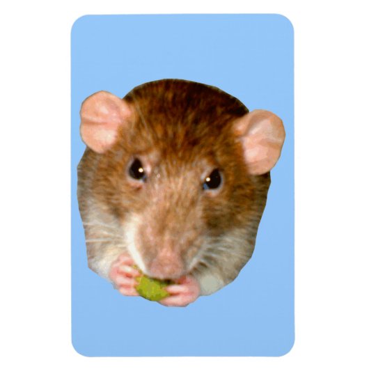 Magnet Flexible Aimant Rat Premium (Vertical)
