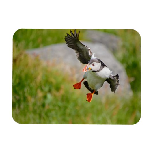 Magnet Flexible Aimant rectangulaire volant d'oiseau de Puffin de (Horizontal)