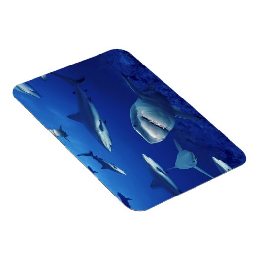 Magnet Flexible Aimant requins (Côté Droit)