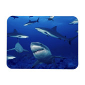 Magnet Flexible Aimant requins (Horizontal)