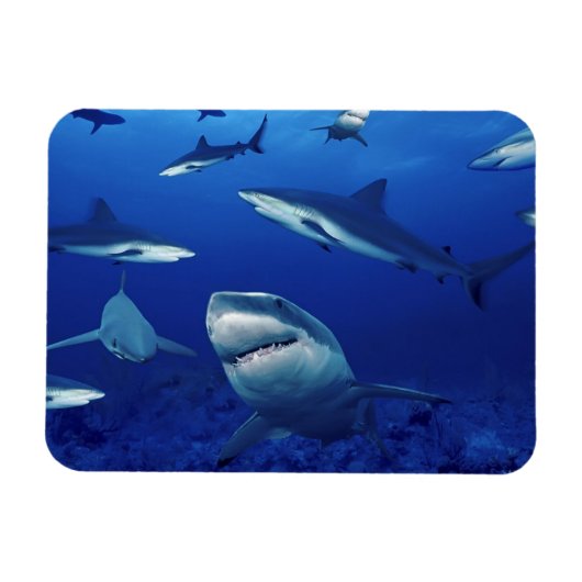 Magnet Flexible Aimant requins (Horizontal)