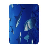 Magnet Flexible Aimant requins (Vertical)