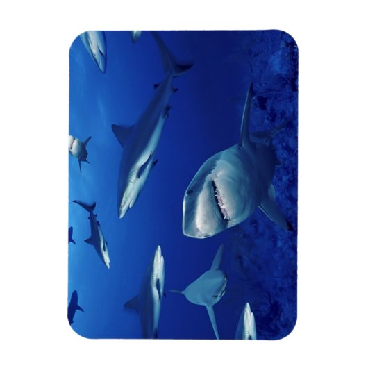 Magnet Flexible Aimant requins (Vertical)