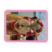 Magnet Flexible Aimant rose à mordant de Camel (Horizontal)