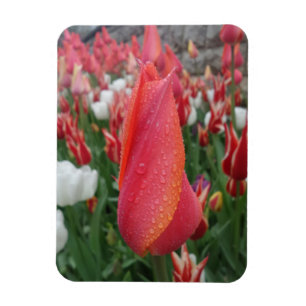 Magnet Flexible Aimant rose/orange Fleur de Tulipe 3 pouces x 4 po