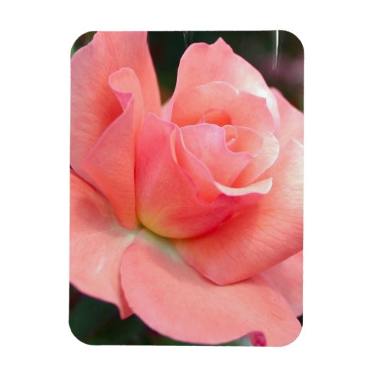 Magnet Flexible Aimant rose rose Premium (Vertical)