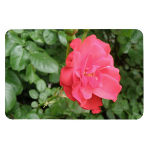 Magnet Flexible Aimant sauvage de prime de rose