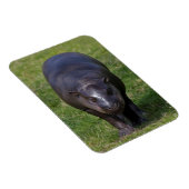 Magnet Flexible Aimant souple bébé hippopotame (Côté Droit)