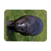 Magnet Flexible Aimant souple bébé hippopotame (Horizontal)