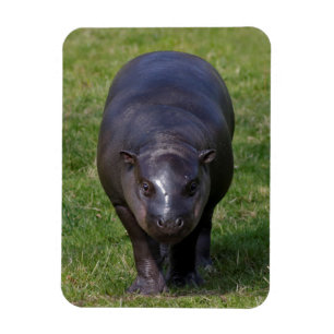 Magnet Flexible Aimant souple bébé hippopotame
