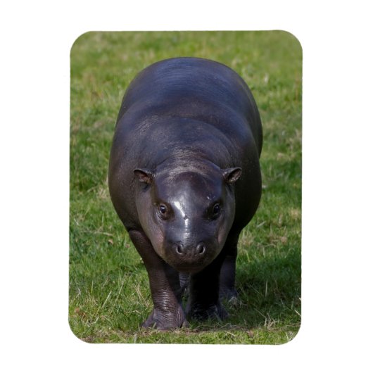 Magnet Flexible Aimant souple bébé hippopotame (Vertical)