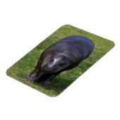 Magnet Flexible Aimant souple bébé hippopotame (Côté Gauche)