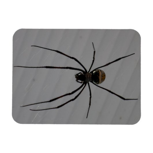 Magnet Flexible Aimant Spider 3"x4" (Horizontal)