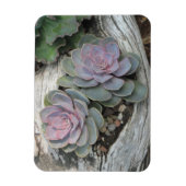 Magnet Flexible Aimant Succulent Echeveria (Vertical)