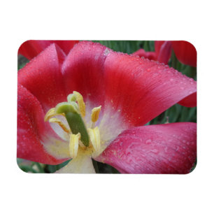 Magnet Flexible Aimant sursoufflé Fleur de tulipe 3"x4"