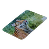 Magnet Flexible Aimant tigre en voie de disparition (Côté Gauche)