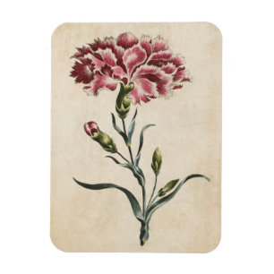 Magnet Flexible Aimant vintage à carnation florale botanique