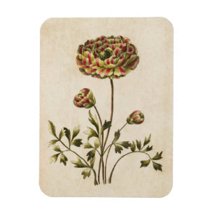 Magnet Flexible Aimant vintage à ranunculus végétal