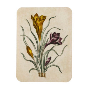 Magnet Flexible Aimant vintage de Crocus floral