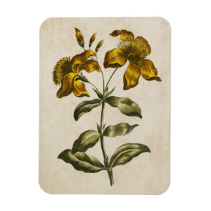 Magnet Flexible Aimant vintage de la flore botanique St. John's Wo