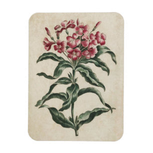 Magnet Flexible Aimant vintage de Lychnidea