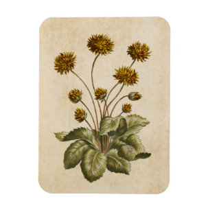 Magnet Flexible Aimant vintage de pieds croisés floraux