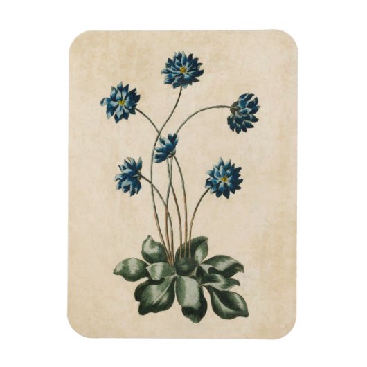 Magnet Flexible Aimant vintage d'Hypatica (Vertical)