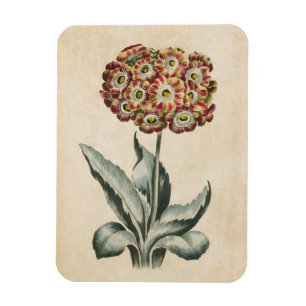 Magnet Flexible Aimant vintage floral auriculaire