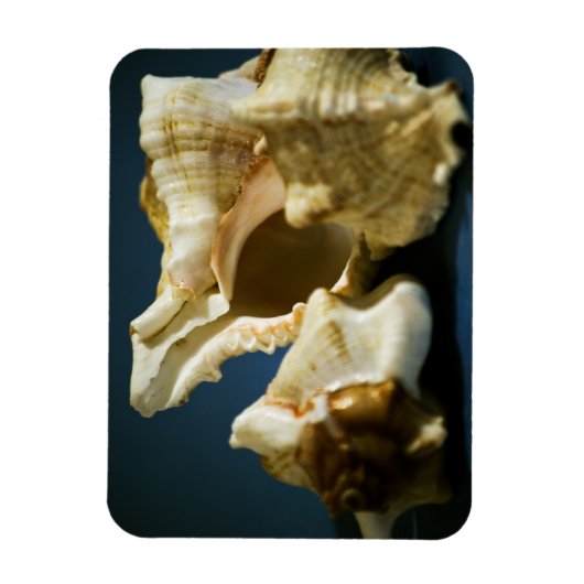 Magnet Flexible Aimant vinyle 335 Conch (Vertical)
