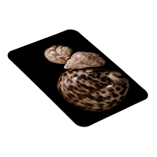 Magnet Flexible Aimant vinyle Cowrie Cones (Côté Droit)