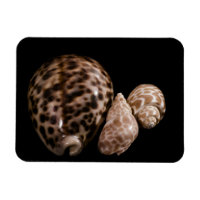 Aimant vinyle Cowrie Cones