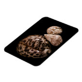 Magnet Flexible Aimant vinyle Cowrie Cones (Côté Gauche)