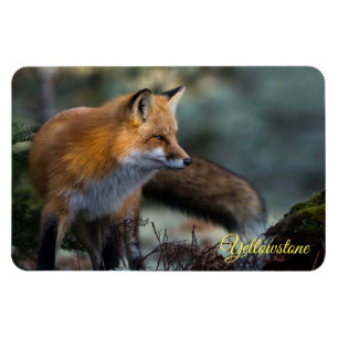 Magnet Flexible Aimant Yellowstone-Renard roux
