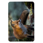 Magnet Flexible Aimant Yellowstone-Renard roux (Vertical)