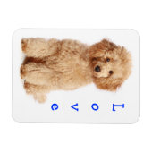 Magnet Flexible Aimer Apricot Poodle jouet Chien Chien Chien Chien (Horizontal)