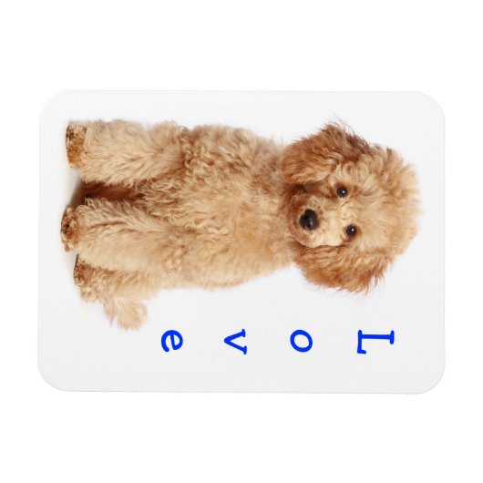 Magnet Flexible Aimer Apricot Poodle jouet Chien Chien Chien Chien (Horizontal)