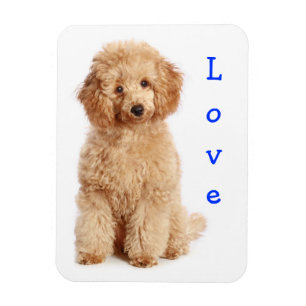 Magnet Flexible Aimer Apricot Poodle jouet Chien Chien Chien Chien