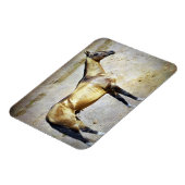 Magnet Flexible Akhal-teke (Côté Gauche)