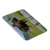 Magnet Flexible Alaska Bull Moose Antlers Marsh Photo Conçu (Côté Droit)