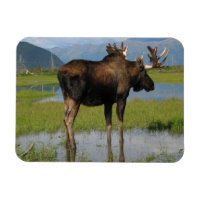 Alaska Bull Moose Antlers Marsh Photo Conçu