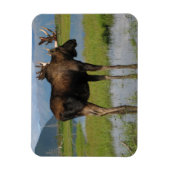 Magnet Flexible Alaska Bull Moose Antlers Marsh Photo Conçu (Vertical)