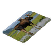 Magnet Flexible Alaska Bull Moose Antlers Marsh Photo Conçu (Côté Gauche)