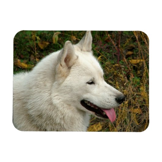 Magnet Flexible Alaskan Malamute Chien photo (Horizontal)