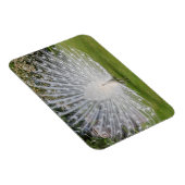 Magnet Flexible Albino Peacock Affiche les plumes (Côté Droit)